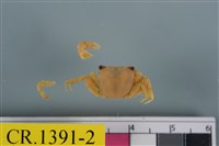 藏品(紅螯螳臂蟹)的圖片